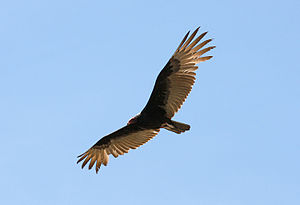 Rußbussard: Aussehen, Stimmrepertoire, Verbreitung