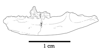 Dentary of Tsagandelta