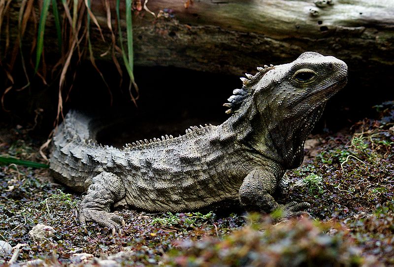 Tuatara