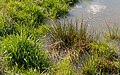 * Nomination Tufts of grass and a tuft of lakeshore bulrush (Schoenoplectus lacustris) at a little puddle. --W.carter 09:27, 29 May 2017 (UTC) * Promotion  Support Good quality.--Famberhorst 15:32, 29 May 2017 (UTC)