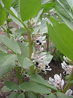 Kacang parang - Wikipedia Bahasa Melayu, ensiklopedia bebas