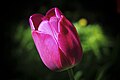 Tulipe rouge