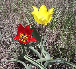 Tulipa gesneriana 001.jpg