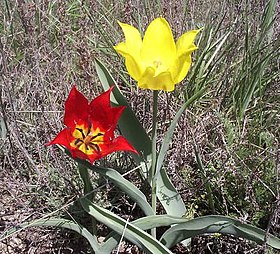 Tulipa Gesneriana: Loài thực vật