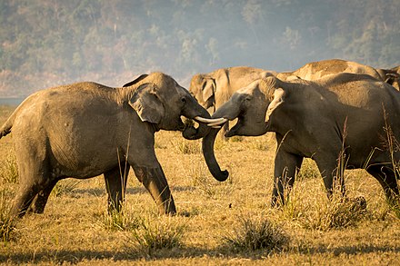Friendly tussle of tuskers at Dhikala grassland
