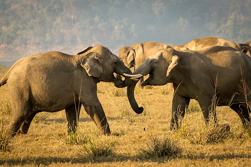 File:Tussle of tuskers.jpg