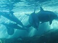 Thumbnail for Dolphin Cove (SeaWorld San Antonio)