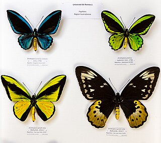 <i>Ornithoptera</i> Species of butterfly