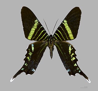 <i>Urania fulgens</i> Species of moth