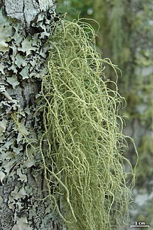 Spanish moss - Wikipedia