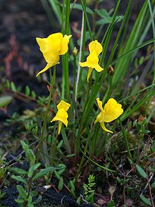 Utricularia cornuta Orchi 11.jpg