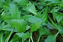 Valeriana officinalis