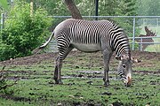 Edmonton Valley Zoo Grevy's Zebra