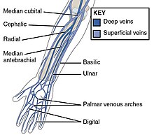 Veins of the forearm and hand Veins of the forearm and hand.jpg