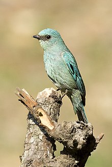 Viridian flycatcher