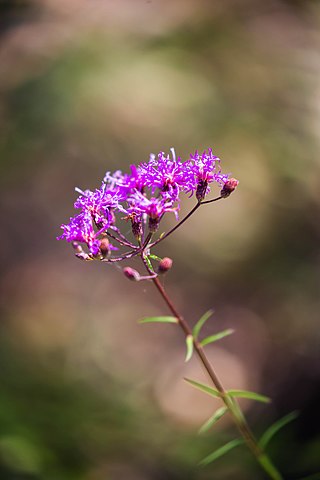 <i>Vernonia angustifolia</i> Species of flowering plant