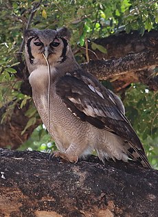 Verreaux's eagle-owl, or giant eagle owl, Bubo lacteus eating a snake at Pafuri, Kruger National Park, South Africa (20498544179).jpg