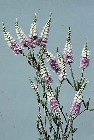 <i>Verticordia spicata</i> Species of flowering plant