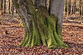 * Nomination Vierhouterbos (Staatsbosbeheer). Natural forest near Vierhouten. (multi-trunk tree). --Agnes Monkelbaan 04:28, 30 March 2023 (UTC)  Support Good quality -- Johann Jaritz 04:43, 30 March 2023 (UTC) * Promotion {{{2}}}