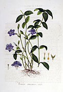 Vinca minor — Flora Batava — Volume v6.jpg