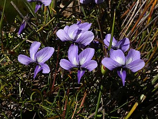 <i>Viola decumbens</i> Species of flowering plant