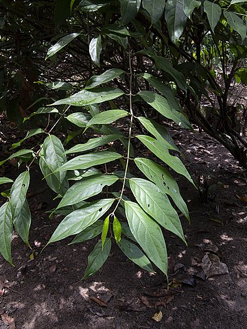 File:Tallo y hojas de Oco-Yagé o Yajé-uco (Diplopterys cabrerana