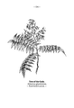 Ailanthus altissima (as syn. Ailantus glandulosa) plate 134 in: Wayside and woodland blossoms, 1895 alternative