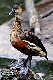 Wandering Whistling Duck - melbourne zoo cropped.jpg