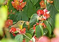Dendroica discolor (Prairie warbler). Castellow Hammock, Redlands, FL
