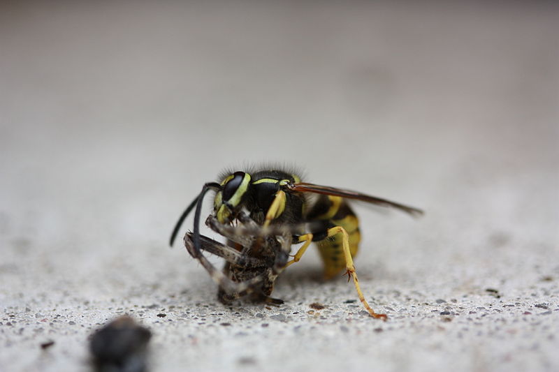 File:Wasp eating Spider 4 5 (2716196779).jpg
