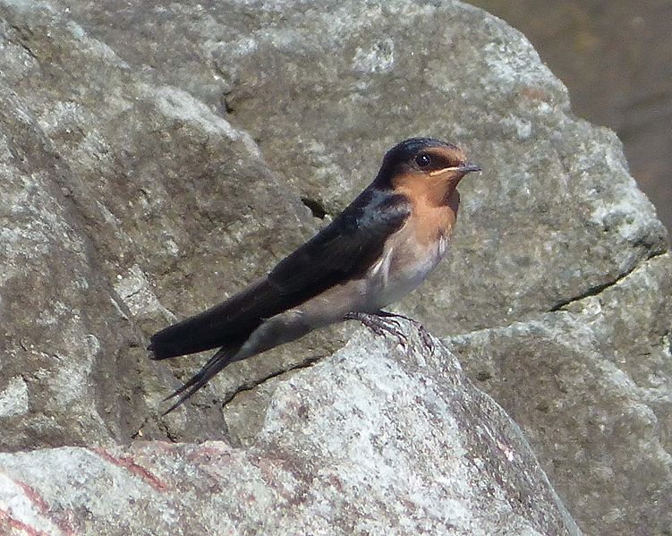 File:Welcome Swallow - Flickr - gailhampshire.jpg