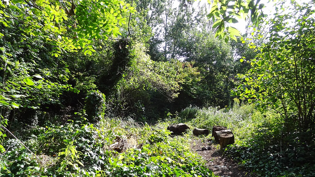 Westbere Copse