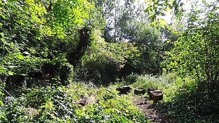 Westbere Copse 2