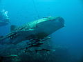 Whaleshark1.JPG