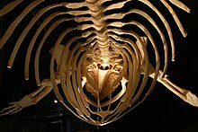 A cetacean skeleton, the inspiration for Utapau's architecture Whaleskeleton.jpg