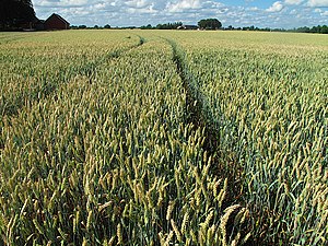 Wheat fields at Nöbbelöv, Lund - panoramio (1).jpg