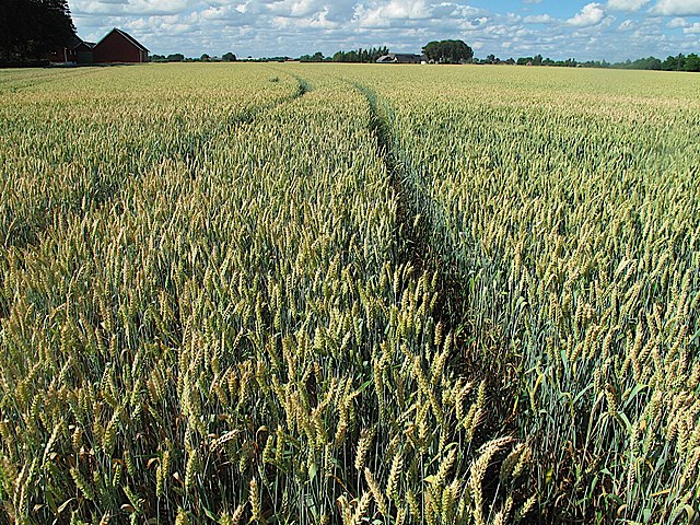 Intensive farming of wheat in Lund, Sweden