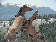 Wildpferde in den Pryor Mountains