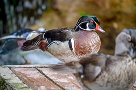 Wood ducks