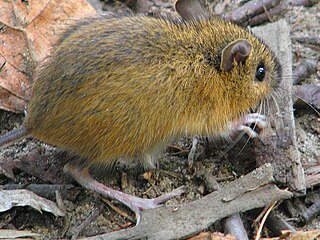 Woodland jumping mouse