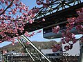 Wuppertal, Grünanlage östlich der Schwebebahnstation Varresbecker Straße, Kirschblüte 2021 (24).jpg