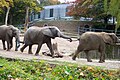 Elefanten im Freigelände
