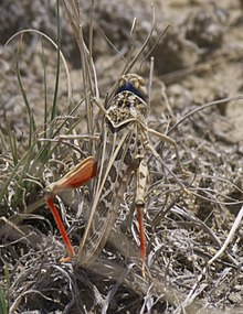 Xanthippus corallipes P1470217a.jpg