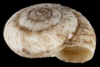 <i>Xerocrassa geyeri</i> Species of gastropod