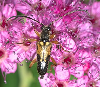 <i>Xestoleptura crassipes</i> Species of beetle