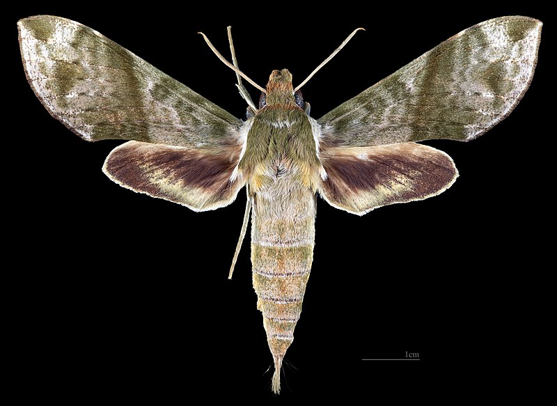 File:Xylophanes pistacina MHNT CUT 2010 0 399 Paineiras Corcovado (Rio) Brazil, male dorsal.jpg