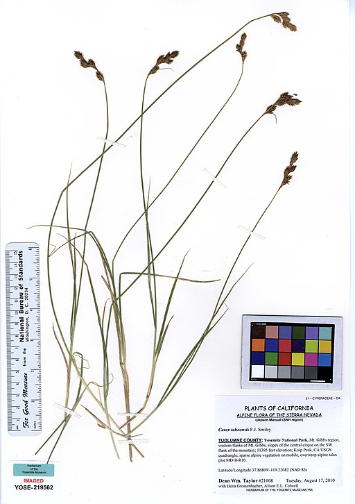 YOSE219562 Carex tahoensis