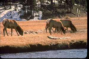 Yellowstone National Park YELL4574.jpg