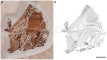 Ypsiloichthys holotype.png