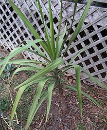 Yucca jaliscensis.jpg